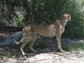 Regal Sleek Cheetah Standing on a Flat Rock