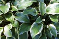 Regal Splendor Hosta 822809