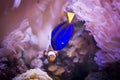 Regal tang and clownfish