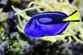 Regal Tang fish Royalty Free Stock Photo