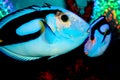 Regal Tang Fish Royalty Free Stock Photo