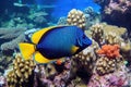 regal tang fish grazing on coral algae