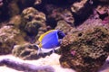 Regal tang fish Royalty Free Stock Photo