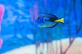 Regal tang fish swimming in the water Royalty Free Stock Photo