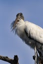 Regal Wood Stork portrait against Florida sky Royalty Free Stock Photo