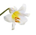 Regale Trumpet Lily Royalty Free Stock Photo