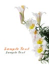 Regale Trumpet Lily Royalty Free Stock Photo