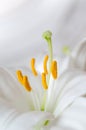 Regale Trumpet Lily Royalty Free Stock Photo