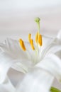 Regale Trumpet Lily Royalty Free Stock Photo