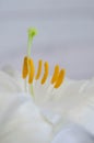 Regale Trumpet Lily Royalty Free Stock Photo