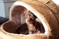 Regardant eyes of small toy-terrier dog in pet house. Royalty Free Stock Photo