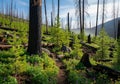 A regenerating forest landscape after a wildfire. The scene features blackened, charred tree trunks Royalty Free Stock Photo