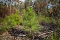 Regenerating loblolly pine forest devastated by the Southern pine beetlle.