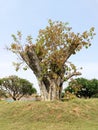 Regeneration of a cut tree Royalty Free Stock Photo