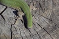 Regeneration of the lizard's tail. An ordinary quick green lizard. Lizard on the cut of a tree stump. Sand lizard, lacertid lizard Royalty Free Stock Photo