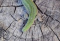 Regeneration of the lizard's tail. An ordinary quick green lizard. Lizard on the cut of a tree stump. Sand lizard, lacertid lizard Royalty Free Stock Photo