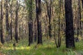 Regeneration of nature after a fire, state of Victoria, Australia Royalty Free Stock Photo