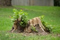 Regeneration. New growth sprouts from a dead tree stump