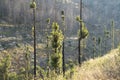 Regeneration of a Partially Burnt Forest, the Judea Mountains, Israel