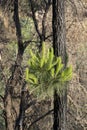 Regeneration of a Pine Tree in a Burnt Forest, the Judea Mountains, Israel