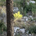 Regeneration of a Pine Tree in a Burnt Forest, the Judea Mountains, Israel