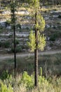 Regeneration of a Pine Tree in a Burnt Forest, the Judea Mountains, Israel