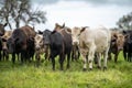 Regenerative agriculture cows in the field, grazing on grass and pasture in Australia, on a farming ranch. Cattle eating hay and Royalty Free Stock Photo