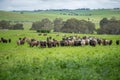 regenerative agriculture on a farm in australia, growing soil microbes Royalty Free Stock Photo