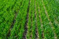 Regenerative Agriculture, Holistic Management, farming problem concept. Green wheat field background, grasslands Royalty Free Stock Photo