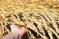 Regenerative agriculture. Rye crop field. Harvest on the farm. Stems with seeds for grain bread in female hands. Yellow golden Royalty Free Stock Photo