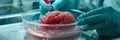 Regenerative medicine in action growing brain tissues and organs in a lab symbolizing the breakthroughs in healing and organ Royalty Free Stock Photo
