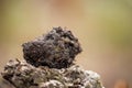 regenerative organic farmer, taking soil samples and looking at plant growth in a farm. practicing sustainable agriculture Royalty Free Stock Photo