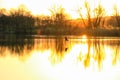 Wildlife on Danube river near Regensburg city, Germany