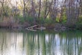 Wildlife on Danube river near Regensburg city, Germany Royalty Free Stock Photo