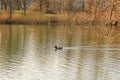 Wildlife near Danube river near Regensburg city, Germany Royalty Free Stock Photo