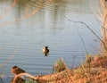 Wildlife on Danube river near Regensburg city, Germany Royalty Free Stock Photo