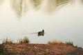 Wildlife on Danube river near Regensburg city, Germany Royalty Free Stock Photo