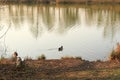 Wildlife on Danube river near Regensburg city, Germany Royalty Free Stock Photo