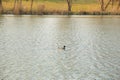 Wildlife on Danube river near Regensburg city, Germany Royalty Free Stock Photo