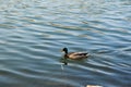 Wildlife on Danube river near Regensburg city, Germany Royalty Free Stock Photo