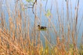 Wildlife on Danube river near Regensburg city, Germany Royalty Free Stock Photo