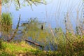 Wildlife on Danube river near Regensburg city, Germany Royalty Free Stock Photo