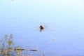 Wildlife on Danube river near Regensburg city, Germany Royalty Free Stock Photo