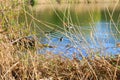 Wildlife on Danube river near Regensburg city, Germany Royalty Free Stock Photo