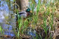 Wildlife near Danube river near Regensburg city, Germany Royalty Free Stock Photo