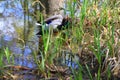 Wildlife near Danube river near Regensburg city, Germany Royalty Free Stock Photo