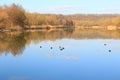 Wildlife near Danube river near Regensburg city, Germany Royalty Free Stock Photo