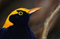 Regent bower bird male