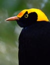 A regent bowerbird male Royalty Free Stock Photo