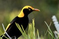 A regent bowerbird male Royalty Free Stock Photo